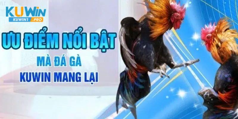 Tham gia chọi gà trên nhiều nền tảng