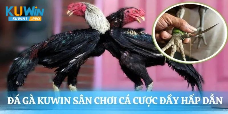 Giới thiệu về chuyên mục đá gà KUWIN