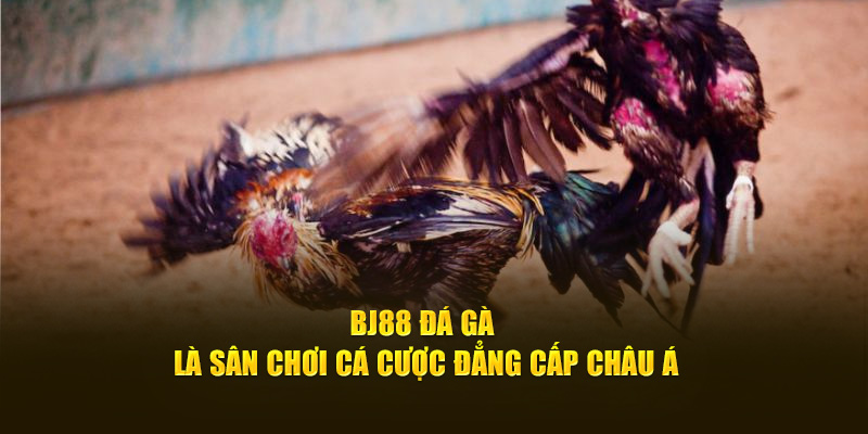 Bj88 đá gà là sân chơi cá cược đẳng cấp châu Á