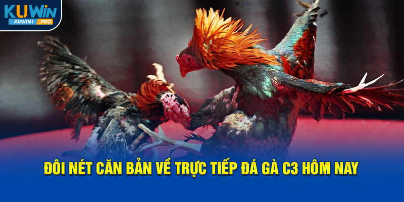 Đôi nét căn bản về trực tiếp đá gà C3 hôm nay