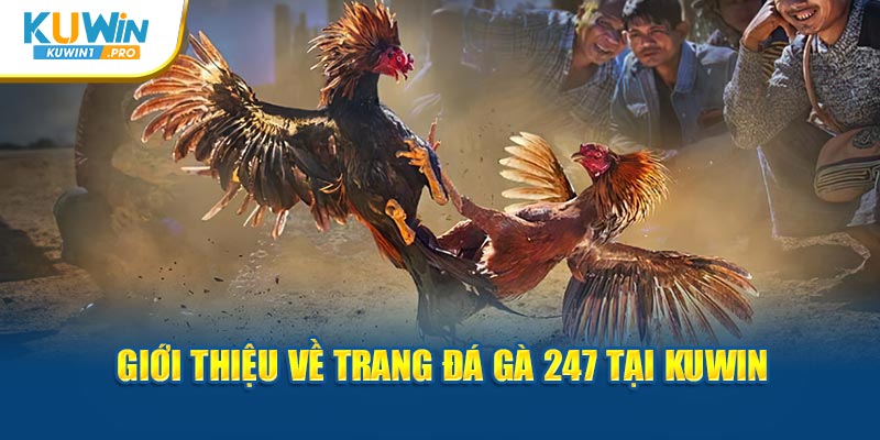 Giới thiệu về trang đá gà 247 tại KUWIN 